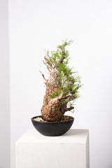 1019 発根済 Operculicarya Pachypus オペルクリカリア・パキプス