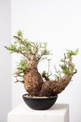 1019 発根済 Operculicarya Pachypus オペルクリカリア・パキプス