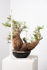 1019 発根済 Operculicarya Pachypus オペルクリカリア・パキプス