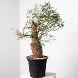 1020 発根済 Operculicarya Pachypus オペルクリカリア・パキプス