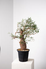 1020 発根済 Operculicarya Pachypus オペルクリカリア・パキプス