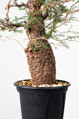 1020 発根済 Operculicarya Pachypus オペルクリカリア・パキプス