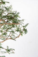 1020 発根済 Operculicarya Pachypus オペルクリカリア・パキプス