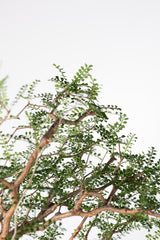 1020 発根済 Operculicarya Pachypus オペルクリカリア・パキプス