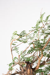 1020 発根済 Operculicarya Pachypus オペルクリカリア・パキプス