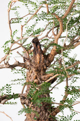 1020 発根済 Operculicarya Pachypus オペルクリカリア・パキプス