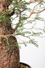 1020 発根済 Operculicarya Pachypus オペルクリカリア・パキプス