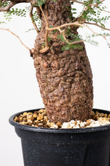 1020 発根済 Operculicarya Pachypus オペルクリカリア・パキプス