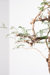 1020 発根済 Operculicarya Pachypus オペルクリカリア・パキプス