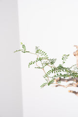 1020 発根済 Operculicarya Pachypus オペルクリカリア・パキプス