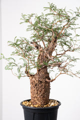 1020 発根済 Operculicarya Pachypus オペルクリカリア・パキプス