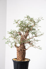 1020 発根済 Operculicarya Pachypus オペルクリカリア・パキプス