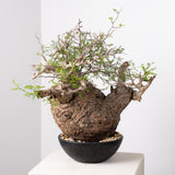 1021 発根済 Operculicarya Pachypus オペルクリカリア・パキプス