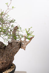 1021 発根済 Operculicarya Pachypus オペルクリカリア・パキプス