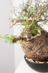 1021 発根済 Operculicarya Pachypus オペルクリカリア・パキプス