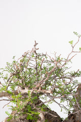 1021 発根済 Operculicarya Pachypus オペルクリカリア・パキプス