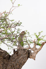 1021 発根済 Operculicarya Pachypus オペルクリカリア・パキプス