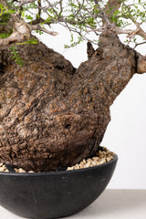 1021 発根済 Operculicarya Pachypus オペルクリカリア・パキプス