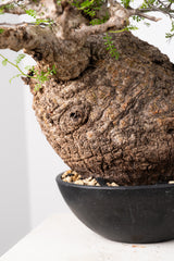 1021 発根済 Operculicarya Pachypus オペルクリカリア・パキプス