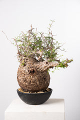 1021 発根済 Operculicarya Pachypus オペルクリカリア・パキプス