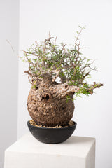 1021 発根済 Operculicarya Pachypus オペルクリカリア・パキプス