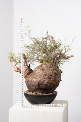 1021 発根済 Operculicarya Pachypus オペルクリカリア・パキプス