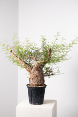 1022 発根済 Operculicarya Pachypus オペルクリカリア・パキプス