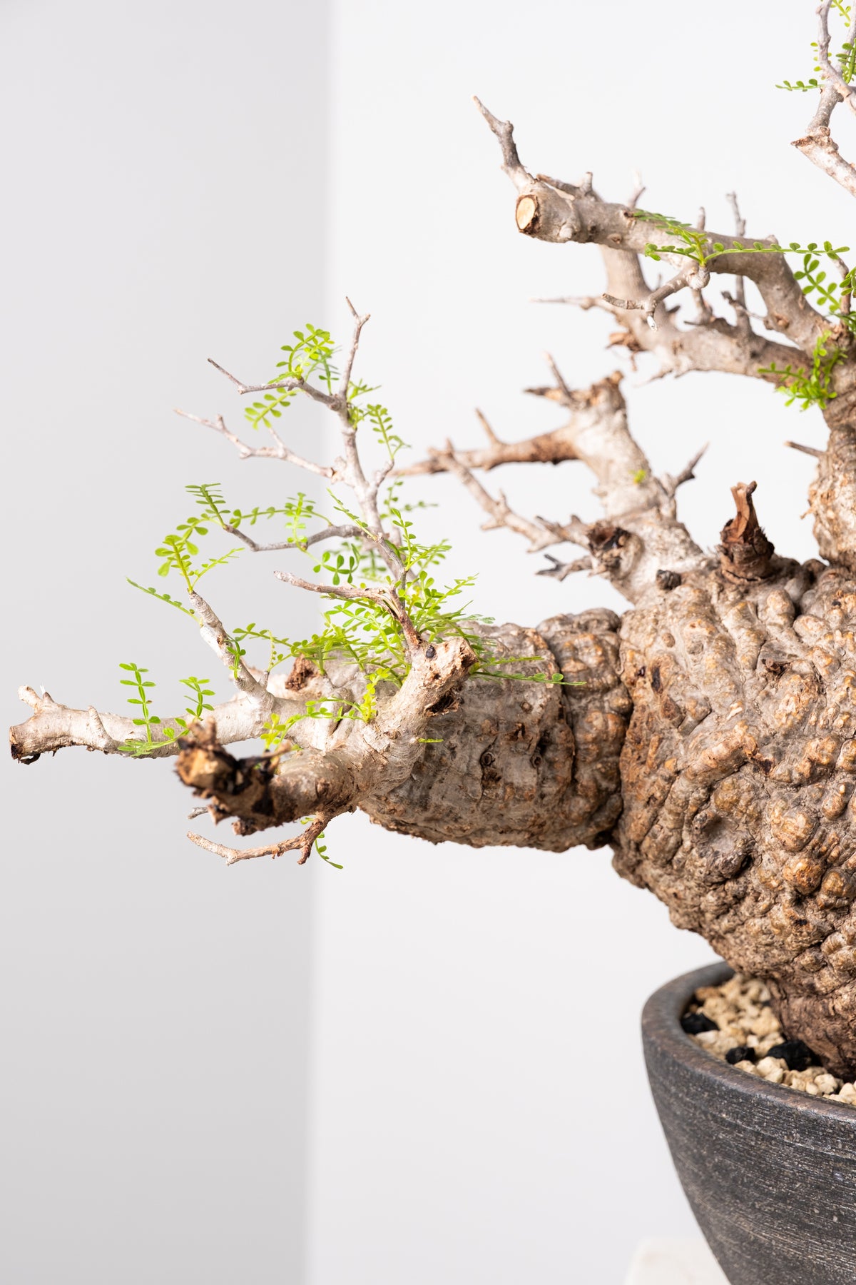 オペルクリカリア・パキプス / OPERCULICARYA PACHYPUS – KOMO