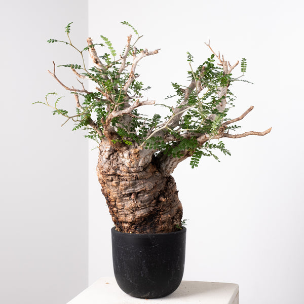 オペルクリカリア・パキプス / OPERCULICARYA PACHYPUS – 3ページ目 – KOMO