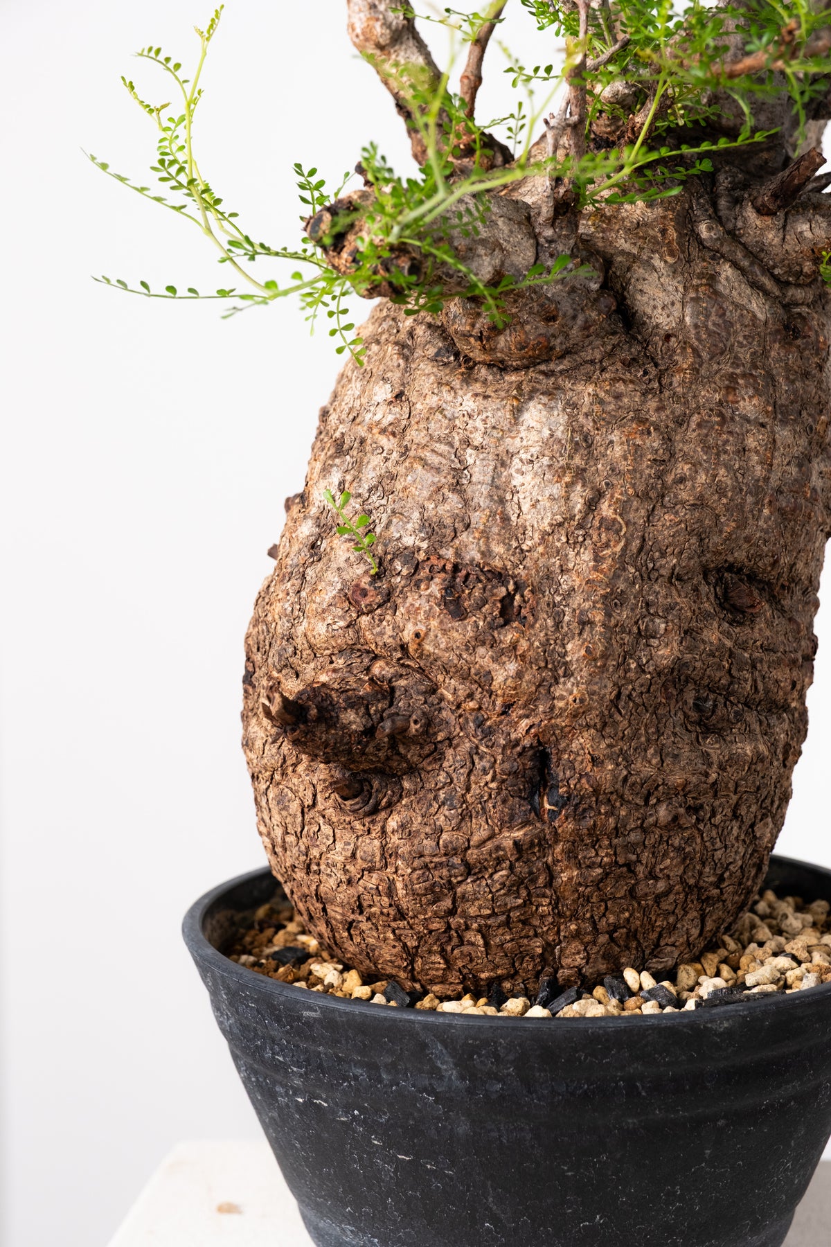 オペルクリカリア・パキプス / OPERCULICARYA PACHYPUS – KOMO