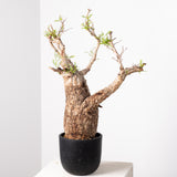 1031 発根済 Operculicarya Pachypus オペルクリカリア・パキプス