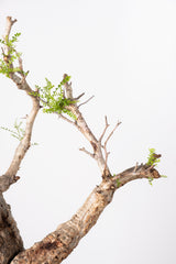 1031 発根済 Operculicarya Pachypus オペルクリカリア・パキプス