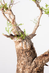 1031 発根済 Operculicarya Pachypus オペルクリカリア・パキプス