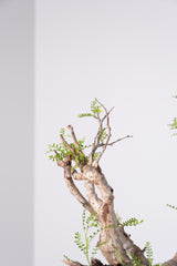 1031 発根済 Operculicarya Pachypus オペルクリカリア・パキプス