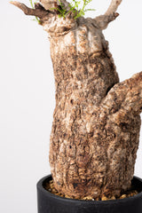 1031 発根済 Operculicarya Pachypus オペルクリカリア・パキプス