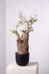 1031 発根済 Operculicarya Pachypus オペルクリカリア・パキプス