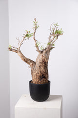 1031 発根済 Operculicarya Pachypus オペルクリカリア・パキプス