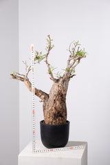 1031 発根済 Operculicarya Pachypus オペルクリカリア・パキプス