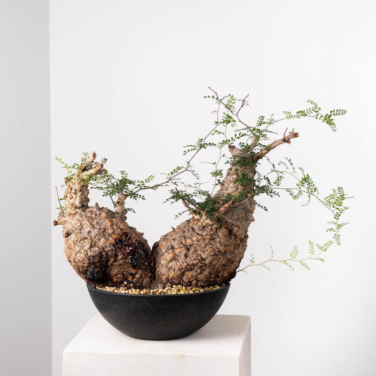 オペルクリカリア・パキプス / OPERCULICARYA PACHYPUS – KOMO