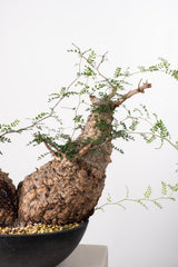 1033 発根済 Operculicarya Pachypus オペルクリカリア・パキプス