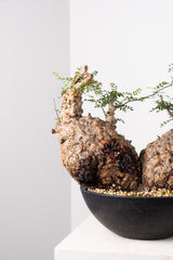 1033 発根済 Operculicarya Pachypus オペルクリカリア・パキプス