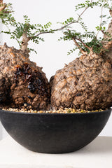 1033 発根済 Operculicarya Pachypus オペルクリカリア・パキプス