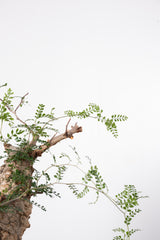 1033 発根済 Operculicarya Pachypus オペルクリカリア・パキプス