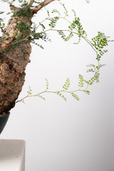 1033 発根済 Operculicarya Pachypus オペルクリカリア・パキプス