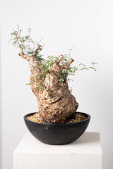 1033 発根済 Operculicarya Pachypus オペルクリカリア・パキプス