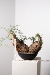 1033 発根済 Operculicarya Pachypus オペルクリカリア・パキプス