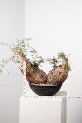 1033 発根済 Operculicarya Pachypus オペルクリカリア・パキプス