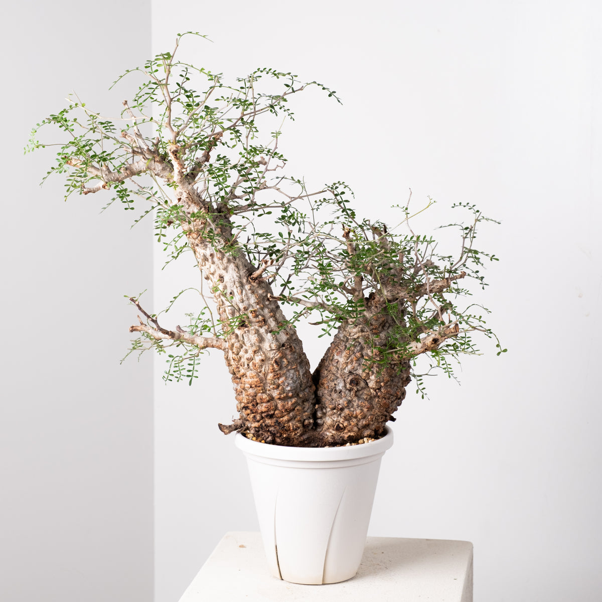 オペルクリカリア　sp. オペルクリカリア・パキプス / OPERCULICARYA PACHYPUS – KOMO