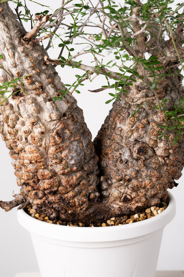 オペルクリカリア・パキプス / OPERCULICARYA PACHYPUS – KOMO