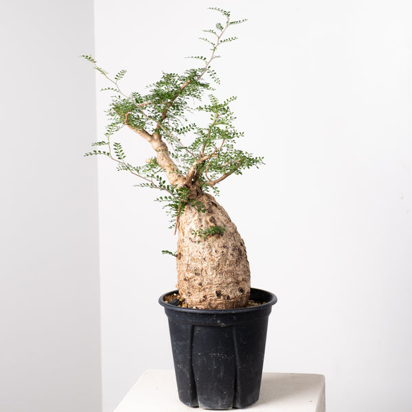 オペルクリカリア・パキプス / OPERCULICARYA PACHYPUS – KOMO